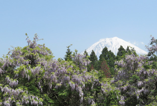 写真: 山なりの藤と富士の山。