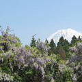 写真: 山なりの藤と富士の山。