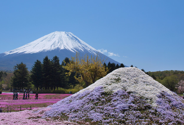 写真: 芝桜冨士山と。
