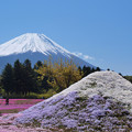Photos: 芝桜冨士山と。