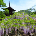 写真: 三重塔飾る藤の花。
