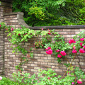 写真: 煉瓦塀に薔薇が伸びゆく。