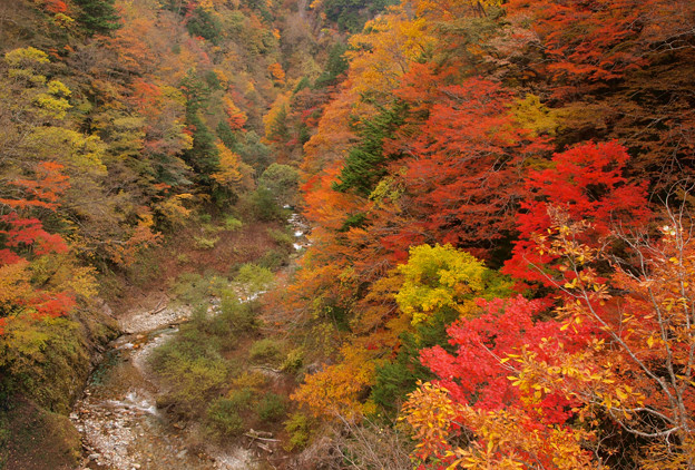 写真: 渓谷の紅葉は色深く。