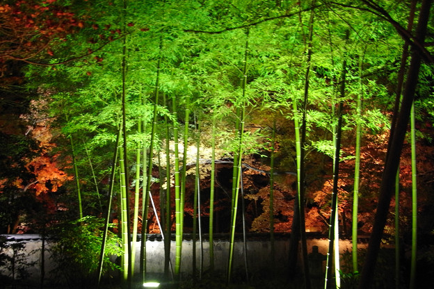 Photos: 夜の竹林を照らす。