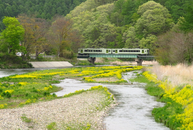 写真: 黄花の咲く川を渡る。