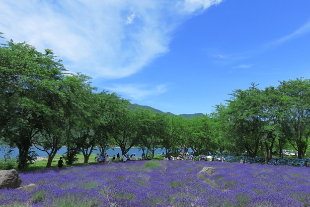 写真: 湖畔のラベンダー畑と青空と。