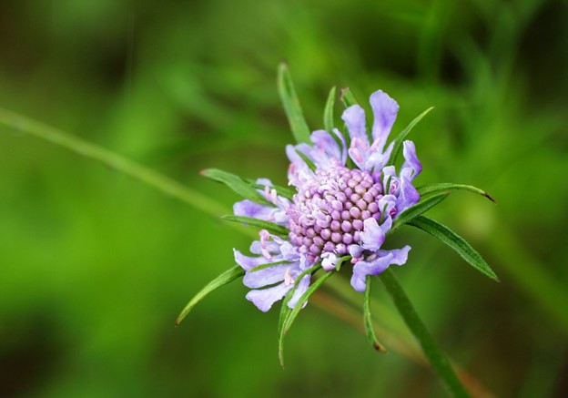 写真: 薄紫な松虫草。