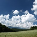 Photos: そば畑と名残の夏雲。