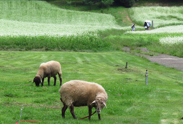 写真: 羊の陣地とそば畑。
