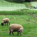 Photos: 羊の陣地とそば畑。