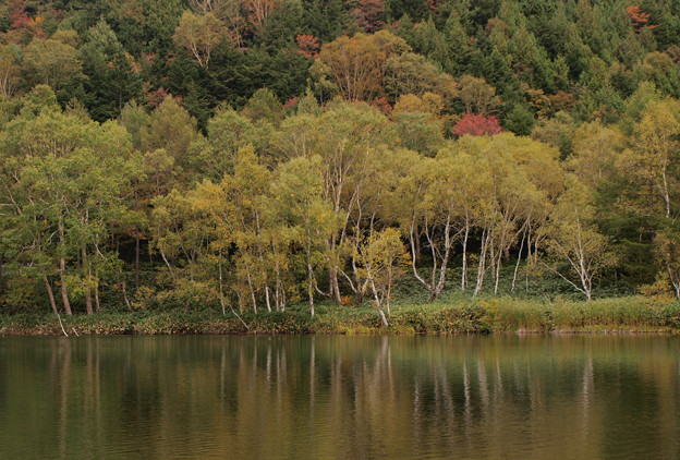 写真: 色づき始める木戸池の木々。