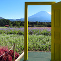 Photos: オープンドアで花畑。