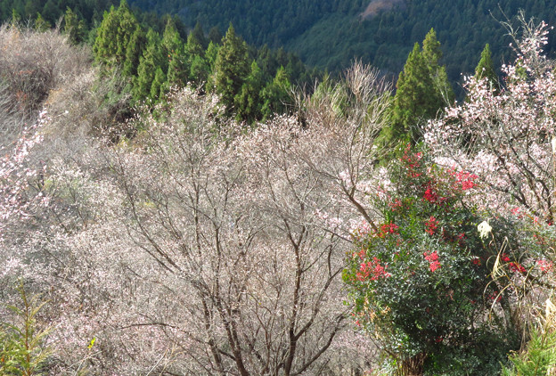 写真: 冬桜に囲まれて南天。