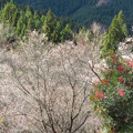冬桜に囲まれて南天。