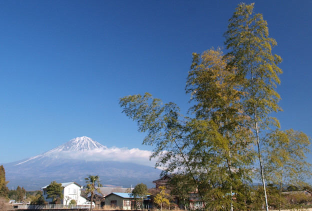 写真: 冬青空に伸びる竹。