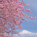 Photos: 満開に早咲き桜。