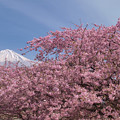 Photos: 桜の勢い。