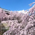 写真: 櫓を隠す枝垂れ桜満開。
