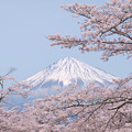 Photos: 淡い桜と霞の春空。