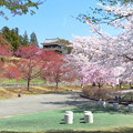 Photos: 満開桜と散り後の桜。