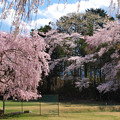 枝垂れ桜と降る桜花。