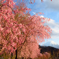 枝垂れ桜も西日に映えて。