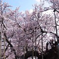 Photos: 力強き神代桜。