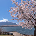 Photos: 湖畔の一本桜、2023.
