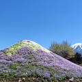 写真: 藤色富士山、芝桜。
