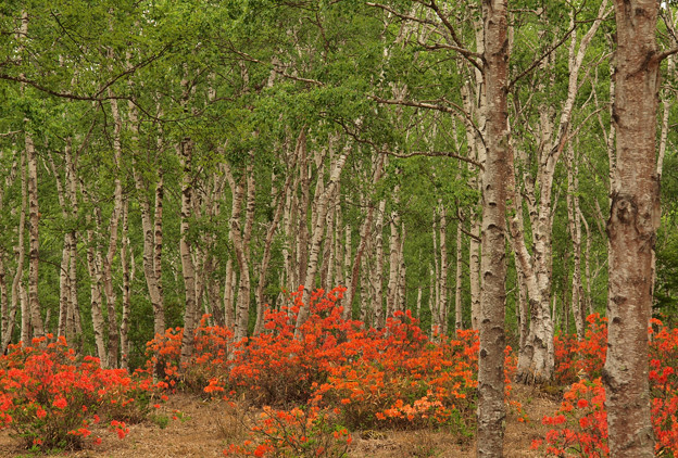 写真: レンゲツツジと相性よき白樺林。