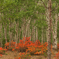 写真: レンゲツツジと相性よき白樺林。