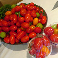 Photos: 取り立てトマトいかがです。