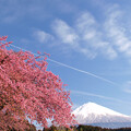 Photos: 河津桜と雲の波。
