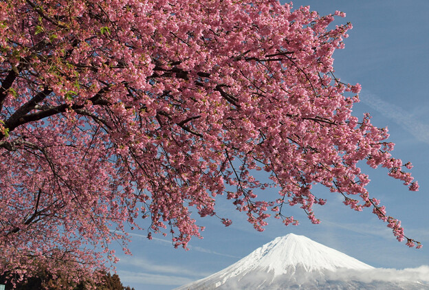 大きく降りかかる河津桜。