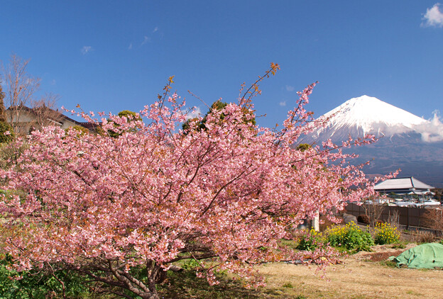 写真: 庭の畑の河津桜。