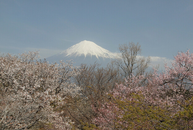 写真: 展望台から望む二色桜。