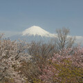 写真: 展望台から望む二色桜。