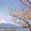 写真: 一富士、二鷹、三桜。