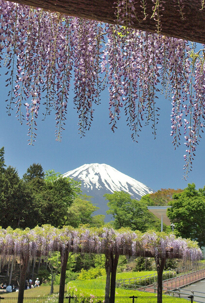 写真: 藤間に富士見る。