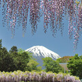 写真: 藤間に富士見る。