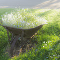 写真: ふんわり…wheelbarrowと白い花♪