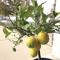 写真: 可哀想なレモンの木