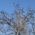 写真: Blackbirds