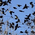 写真: Crop 2 .....Yellow-headed Blackbirds
