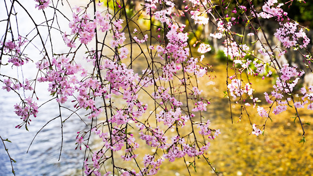 写真: 京都の春