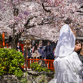 写真: 京都の春