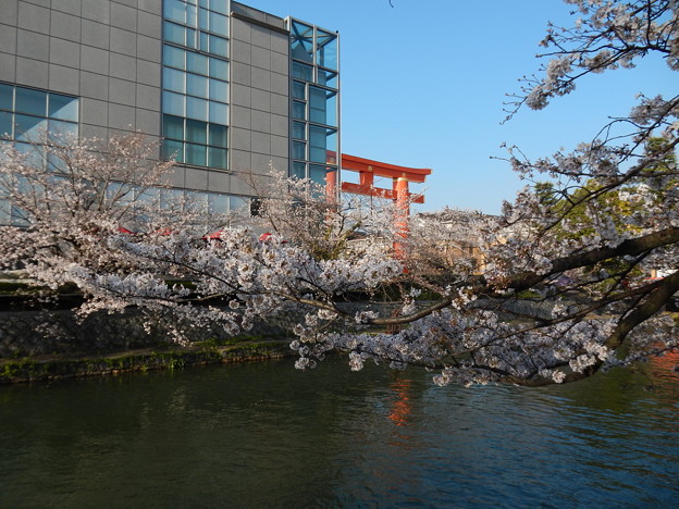 写真: 岡崎疎水の桜