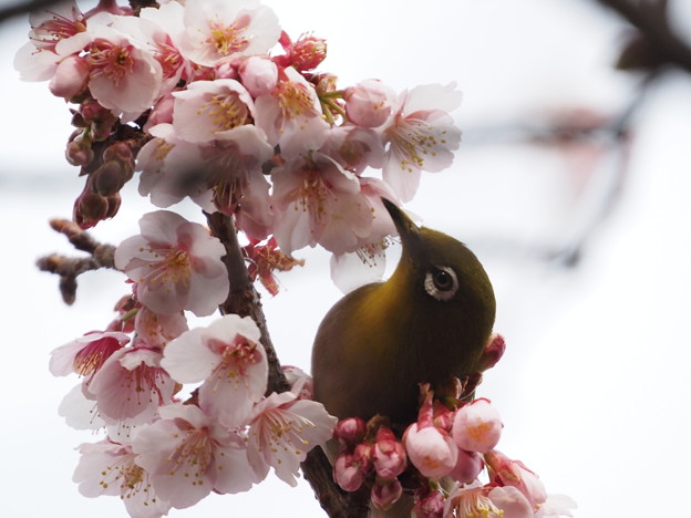 写真: 寒桜とメジロ