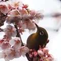 Photos: 寒桜とメジロ