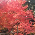 櫻井家庭園の紅葉　美しい日本庭園が見れます